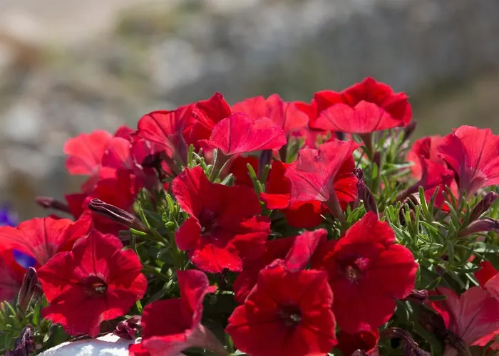 Hotel Li Pali & Restaurant Torre Pali